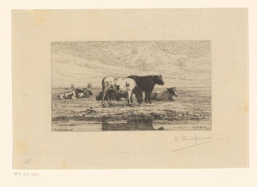 Cows on the bank of the Scheldt