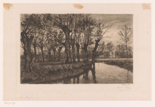 Willows along the bank of a stream