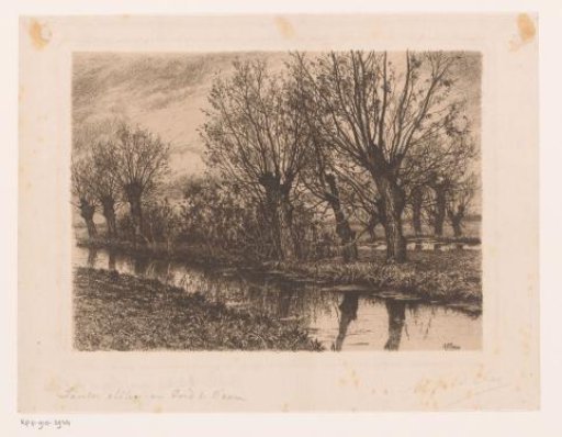 Willows along the bank of a stream