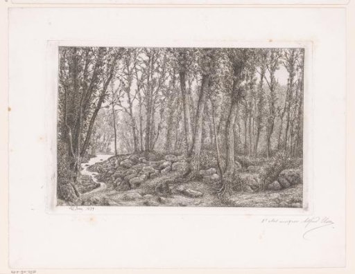 Forest view with a stream on the left