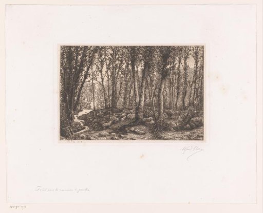 Forest view with a stream on the left