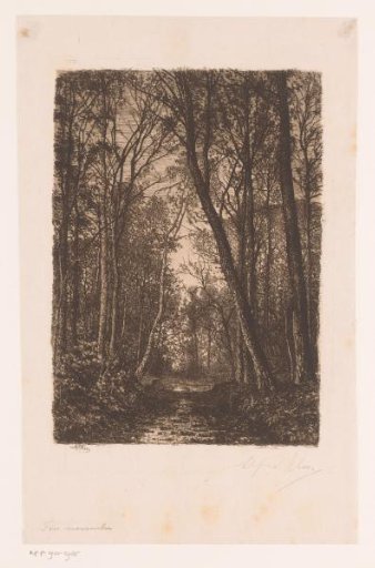 Forest path in autumn