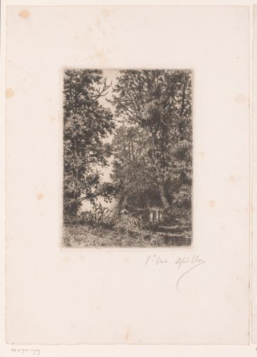 Woodland around a lake