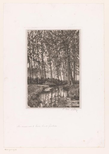 Tall trees by the water