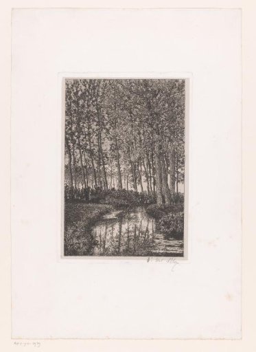 Tall trees by the water