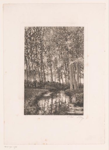 Tall trees by the water