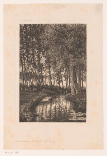 Tall trees by the water