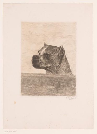 Head of a dog behind a wooden beam