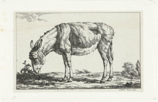 Grazing donkey