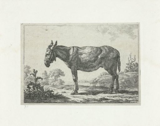 Standing donkey by a thistle