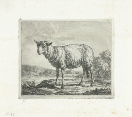 Standing sheep, in profile