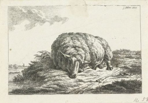 Lying sheep