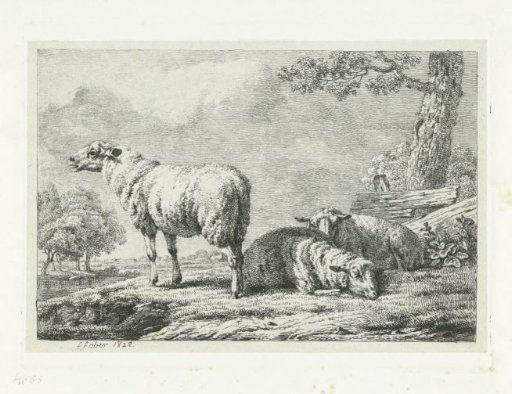 Three sheep by a fence