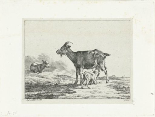 Two goats and a drinking lamb