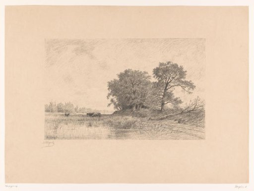 Three cows by a pool with a felled tree nearby