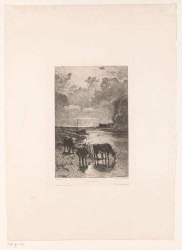 Cows at a watering place on the bank of a river