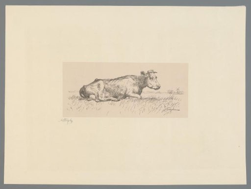 Reclining cow