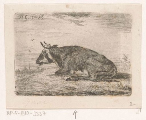 Recumbent cow