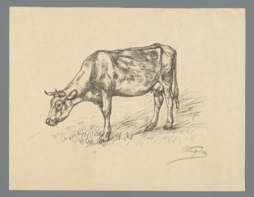 Grazing cow