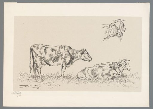 Study of cows