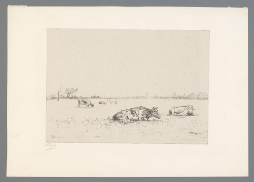 Pasture with cows