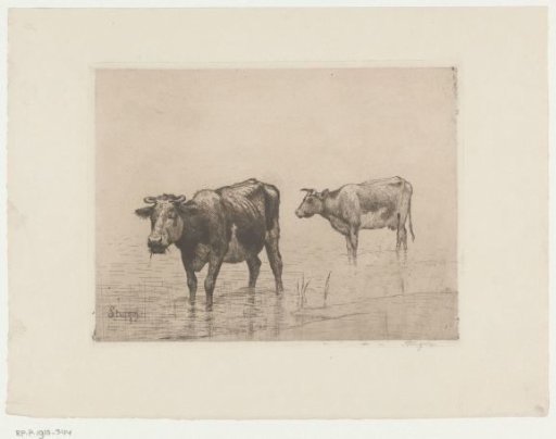 Two cows in a pool