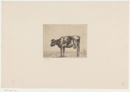 Cow in a pool