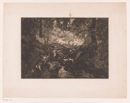 Spring of a Stream in the Forest