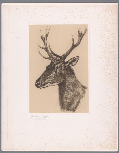 Deer head