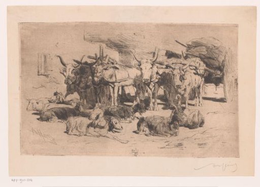 Wagons drawn by oxen and mules