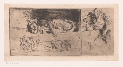 Study sheet with lionesses and a tiger