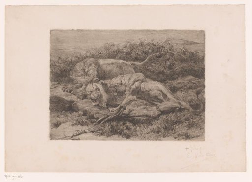 Two lions fighting for an antelope