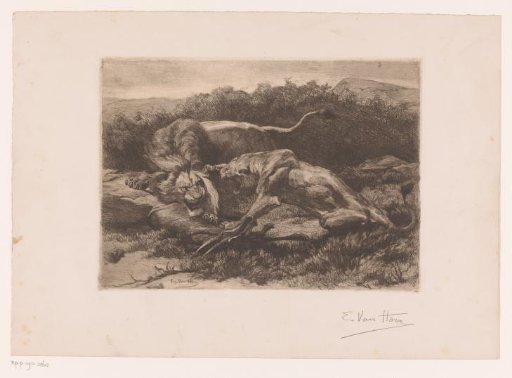 Two lions fighting for an antelope