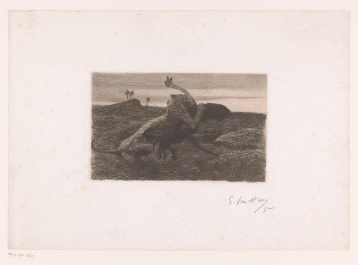 Fight between a lion and an ostrich