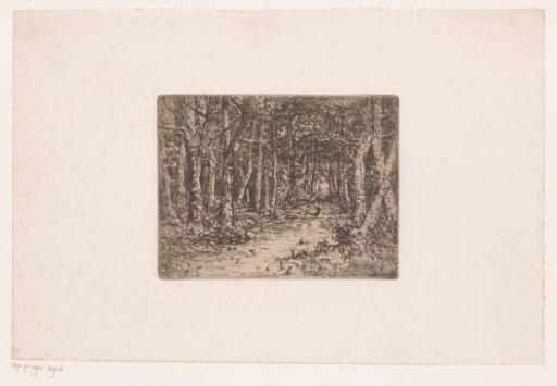 Path in a densely wooded forest