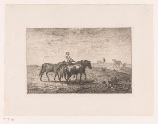 Man leading three horses through a meadow