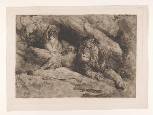 Lions with a cub