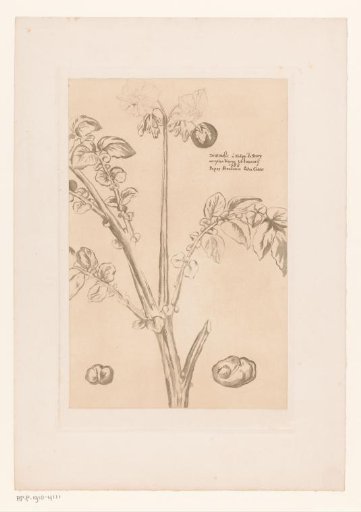 Flowering potato plant