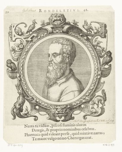 Portrait of Guillaume Rondelet