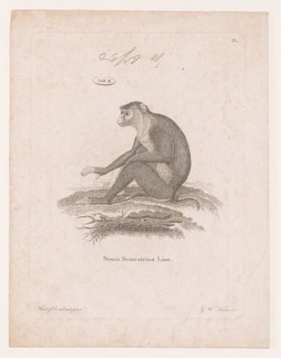 Macaque Sitting in a Landscape