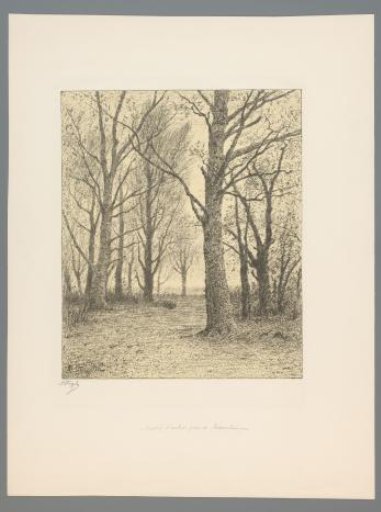 Group of trees at Sassenheim