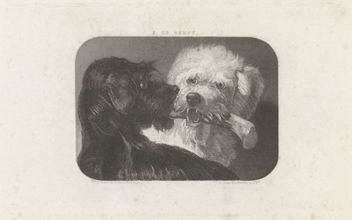 Black and white dog