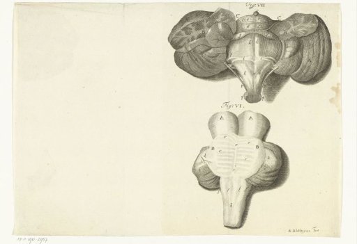 Anatomical representation of an organ from the human body
