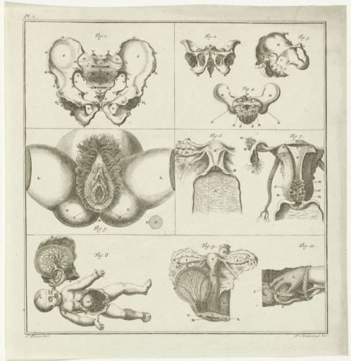Gynecological illustrations