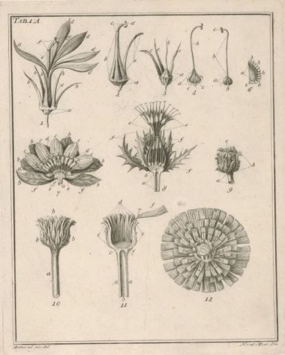Flowers: Tab. 1A