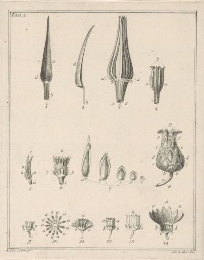 Flowers, Tab. 2