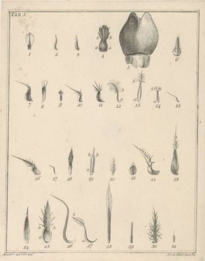 Flowers, Tab. 3