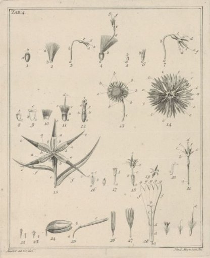 Flowers, Tab. 4