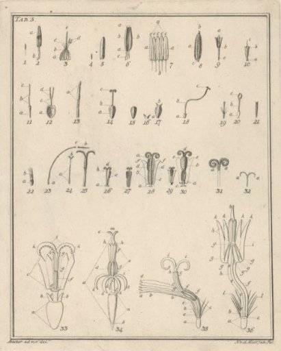 Flowers, Tab. 5