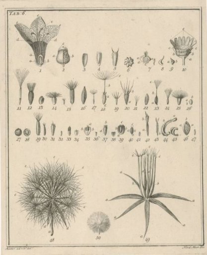 Flowers, Tab. 6